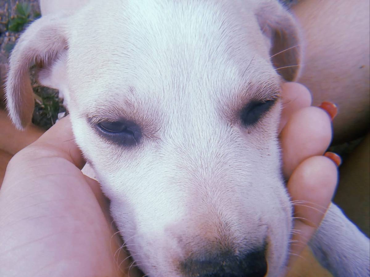 Te amo pra sempre&nbsp;Belinha